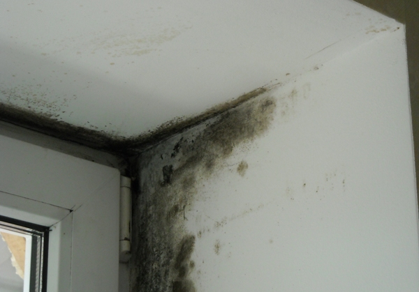 Повышенная влажность - частая причина возникновения грибка. Фото с сайта okna.ua 