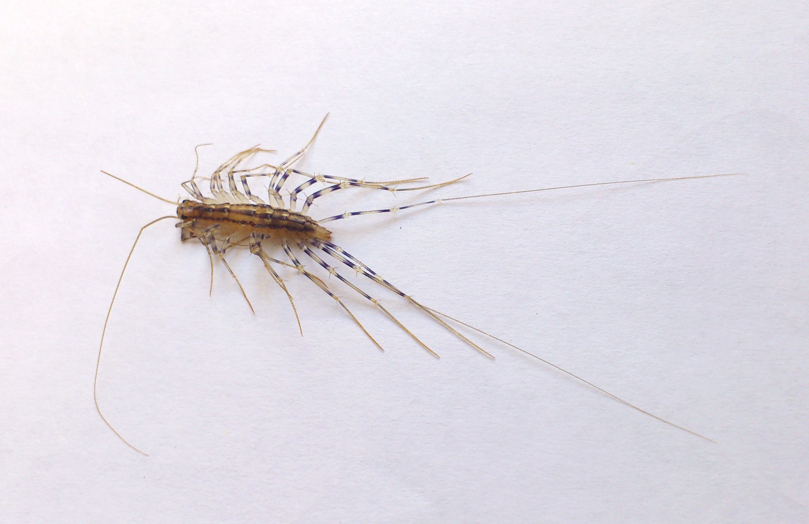 Такое насекомое может завестись в ванной. Фото с сайта forum.astrakhan.ru 